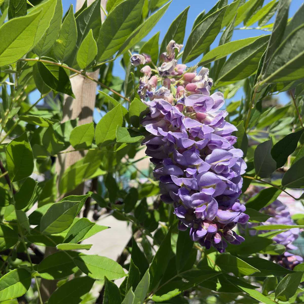 Amethyst Falls American Wisteria