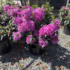 Anah Kruschke Rhododendron
