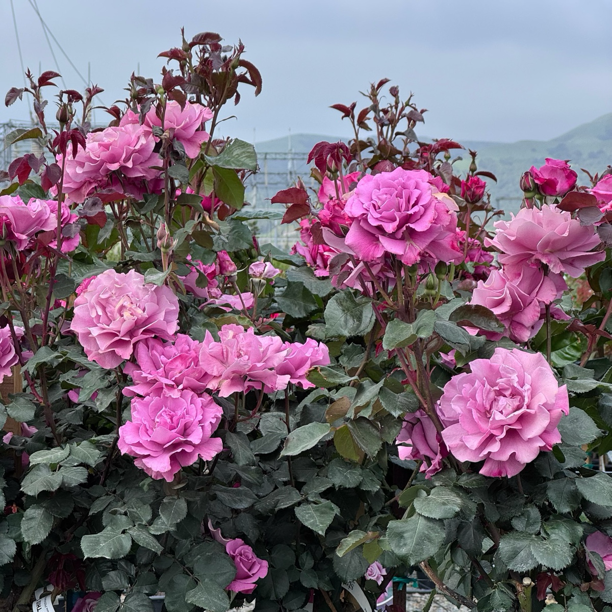 Angel Face Floribunda Rose