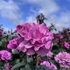 Angel Face Floribunda Rose