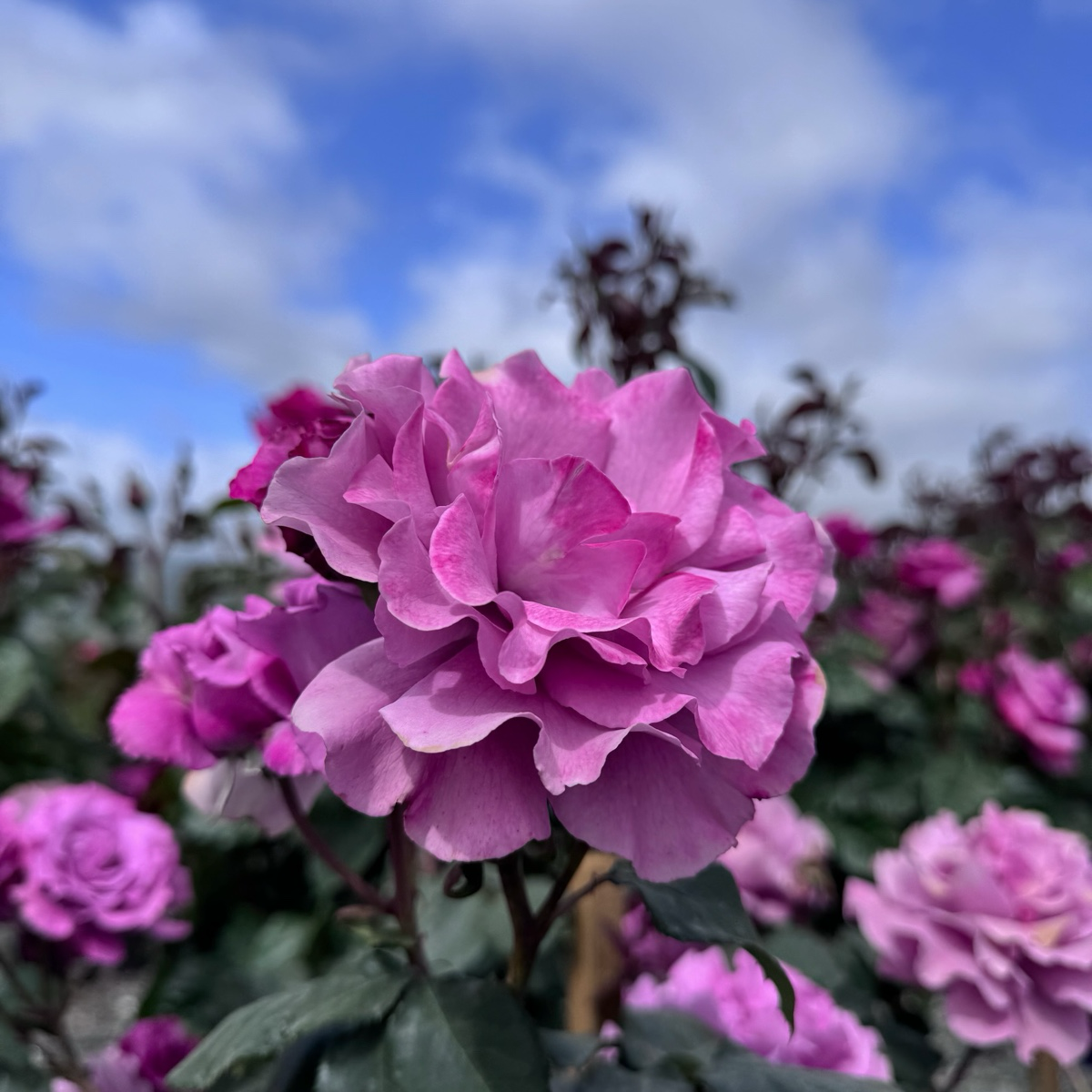 Angel Face Floribunda Rose