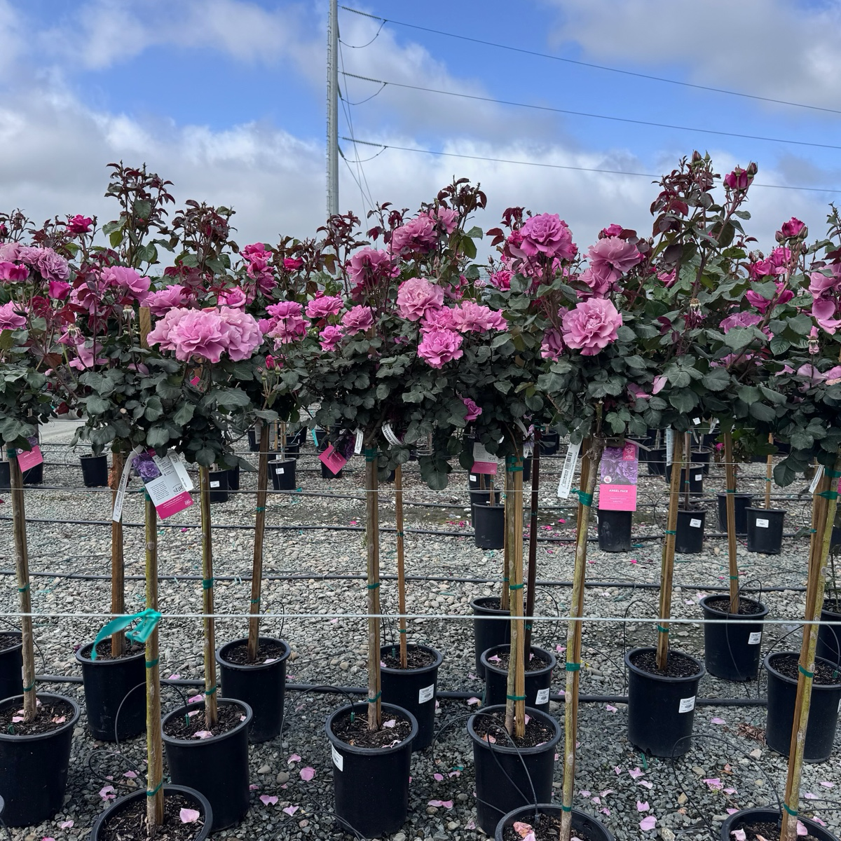 Angel Face Floribunda Rose