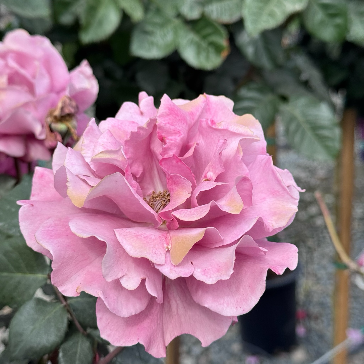 Angel Face Floribunda Rose