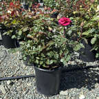 Angel Face Floribunda Rose