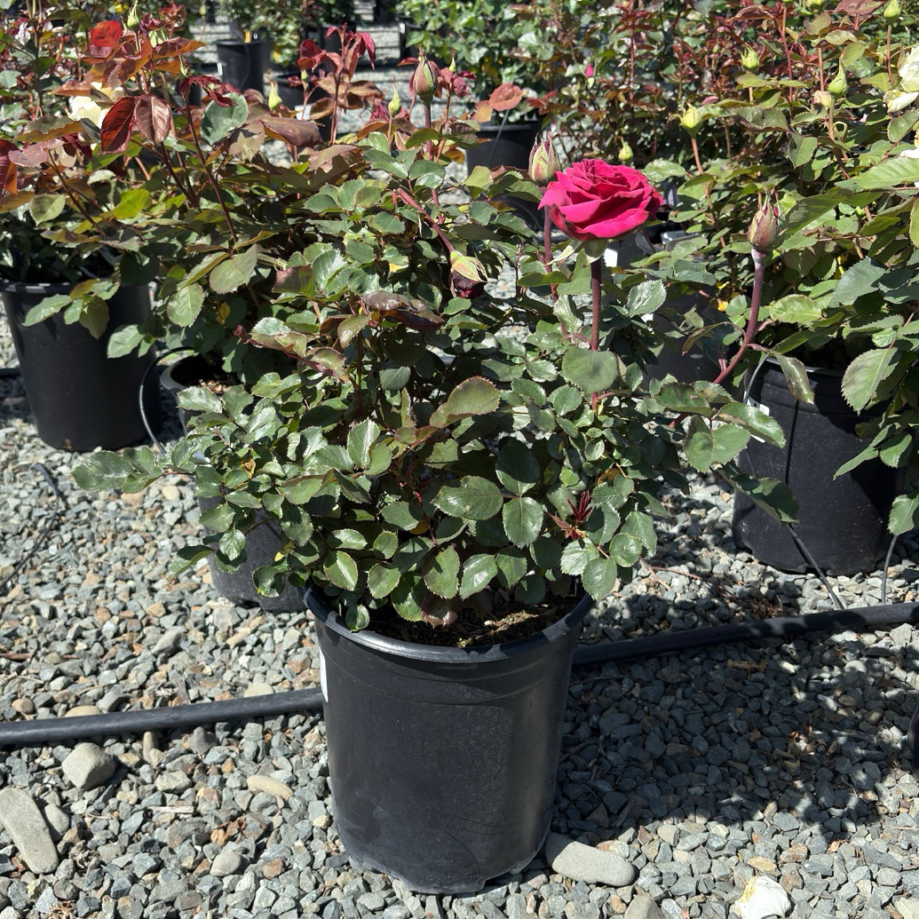 Angel Face Floribunda Rose