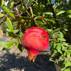 Angel Red Pomegranate