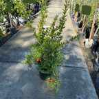 Angel Red Pomegranate