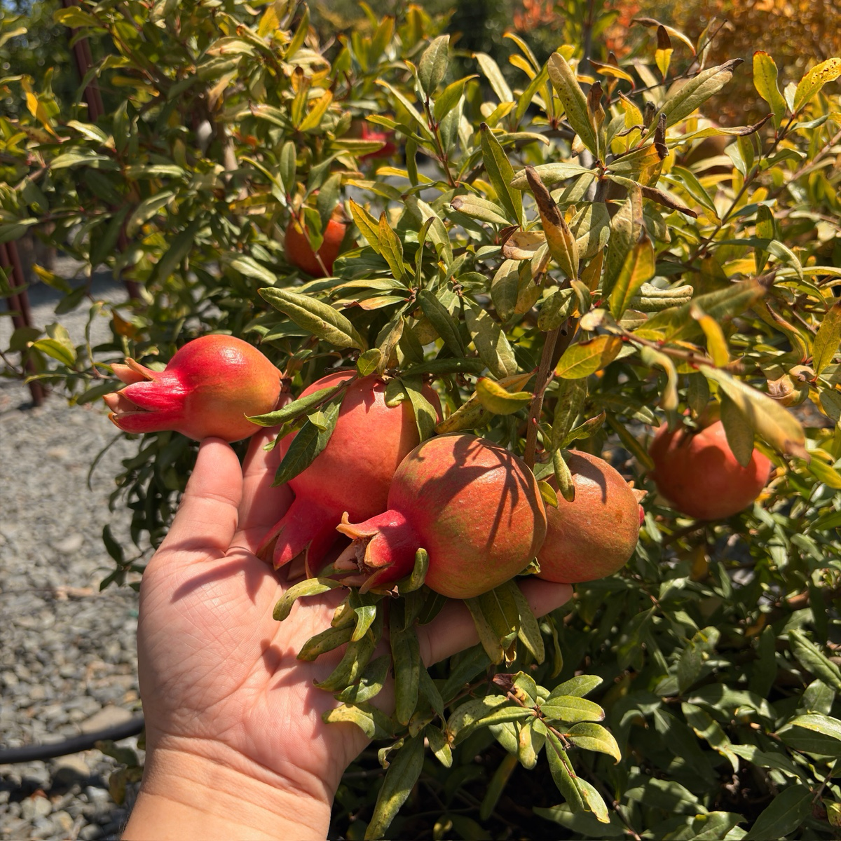 Angel Red Pomegranate