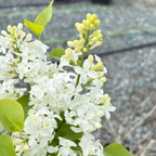 Angel White Common Lilac