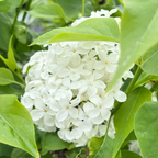 Angel White Common Lilac