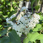 Angel White Common Lilac