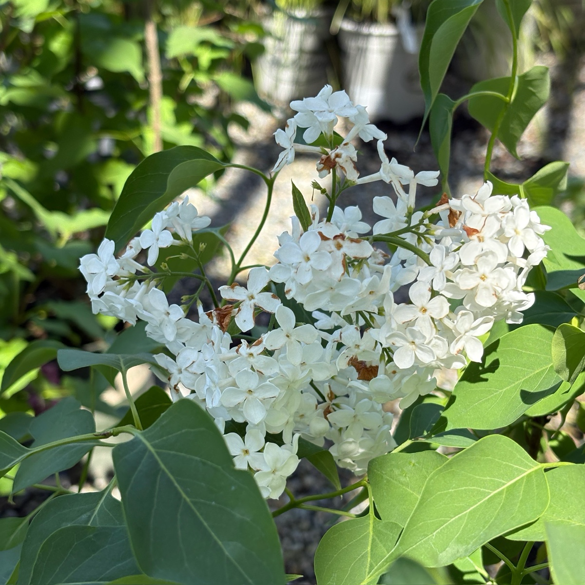 Angel White Common Lilac