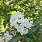 Angel White Common Lilac