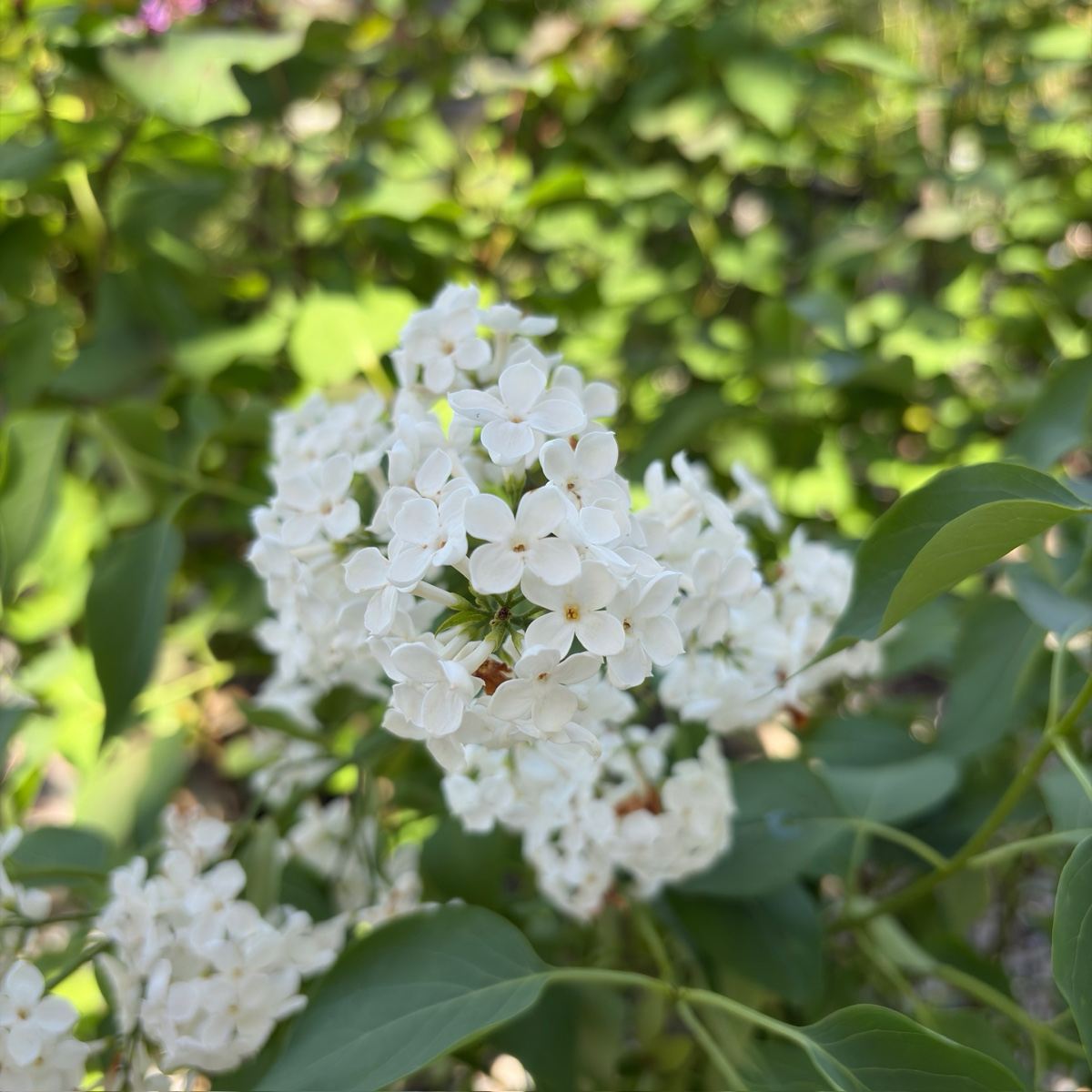 Angel White Common Lilac