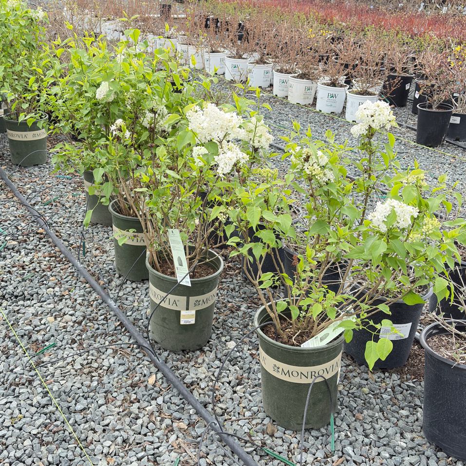 Angel White Common Lilac