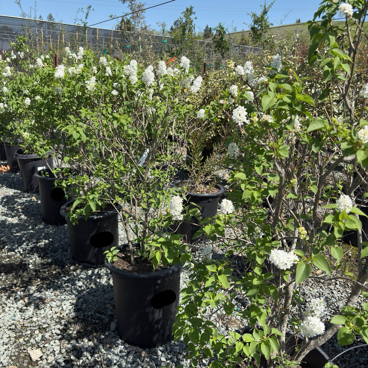 Angel White Common Lilac
