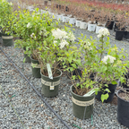 Angel White Common Lilac