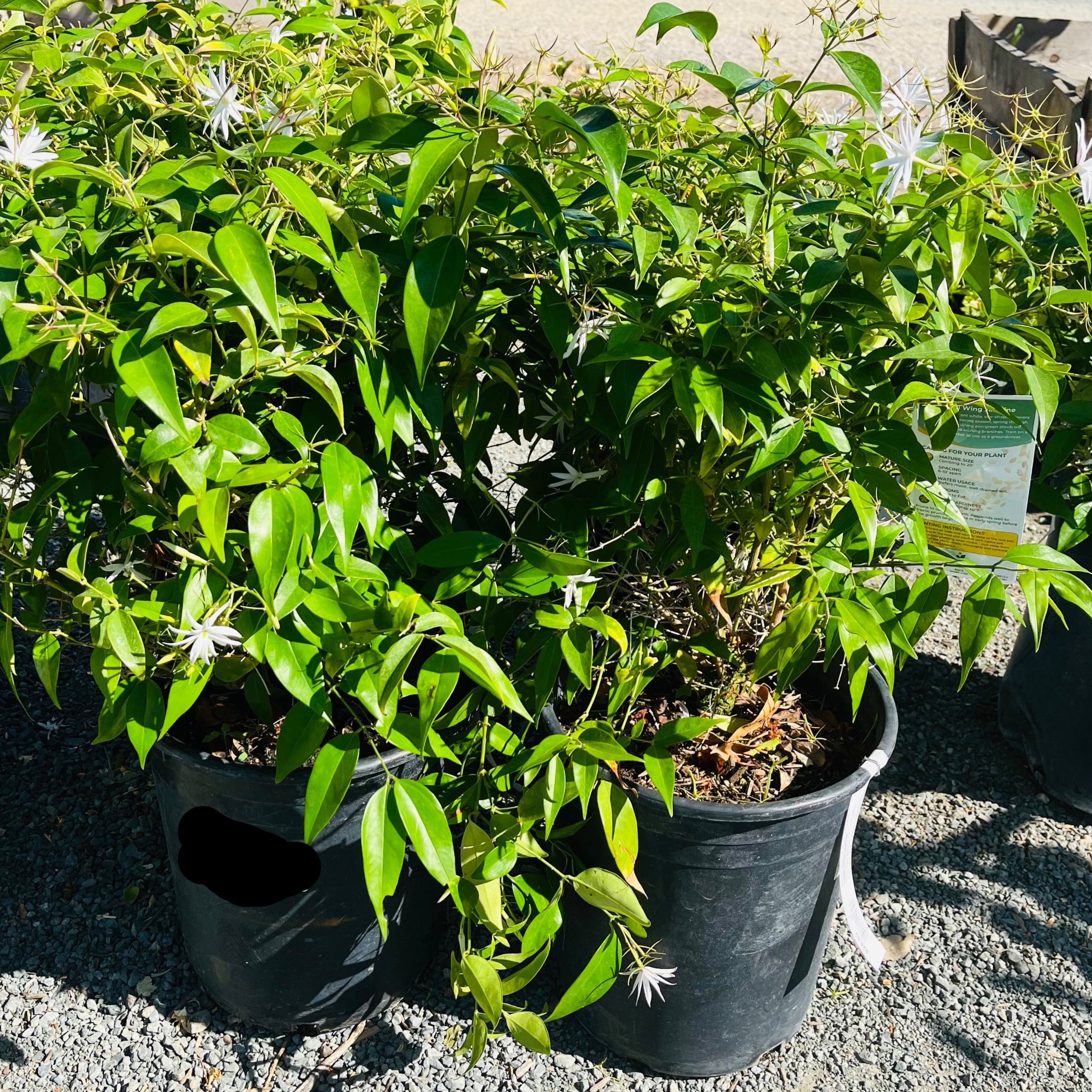 where to buy a jasmine house plant Angel Wing Jasmine