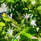 Angel Wing Jasmine