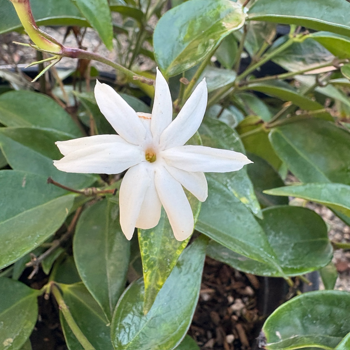 Angel Wing Jasmine