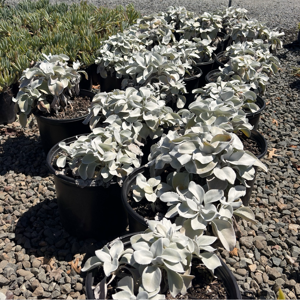 Angel Wings Sea Cabbage