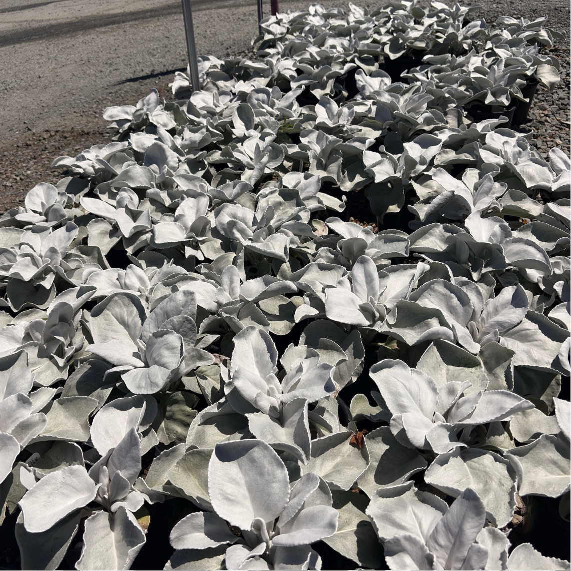 Angel Wings Sea Cabbage