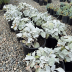 Angel Wings Sea Cabbage