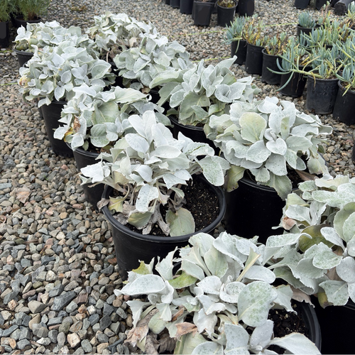 Angel Wings Sea Cabbage