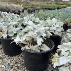 Angel Wings Sea Cabbage