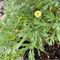 Angelic Giant Pink Marguerite Daisy