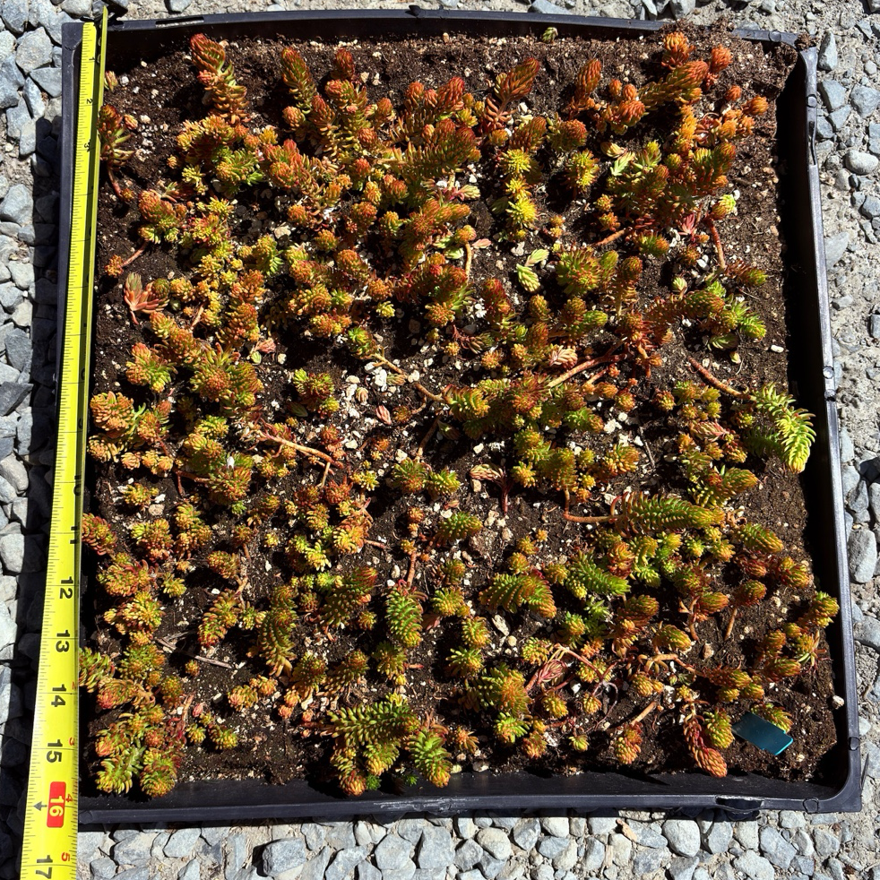 Tray of Sedum rupestre 'Angelina' with a measuring tape for scale on a gravel surface