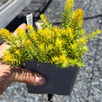 Hand holding a small potted Sedum rupestre 'Angelina' with a yellowish-green color on a gravelly ground.