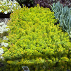 Sedum rupestre 'Angelina' in a garden setting with other plants