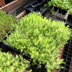 Angelina_Stonecrop