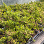 Angelina_Stonecrop