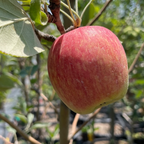 Anna Apple