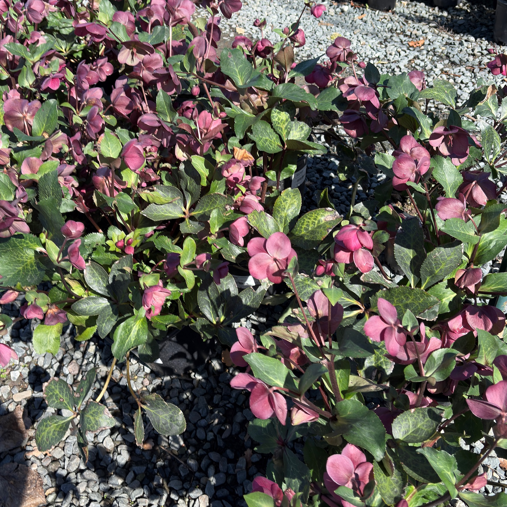 Anna's Red Hellebore