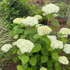 Annabelle Smooth Hydrangea
