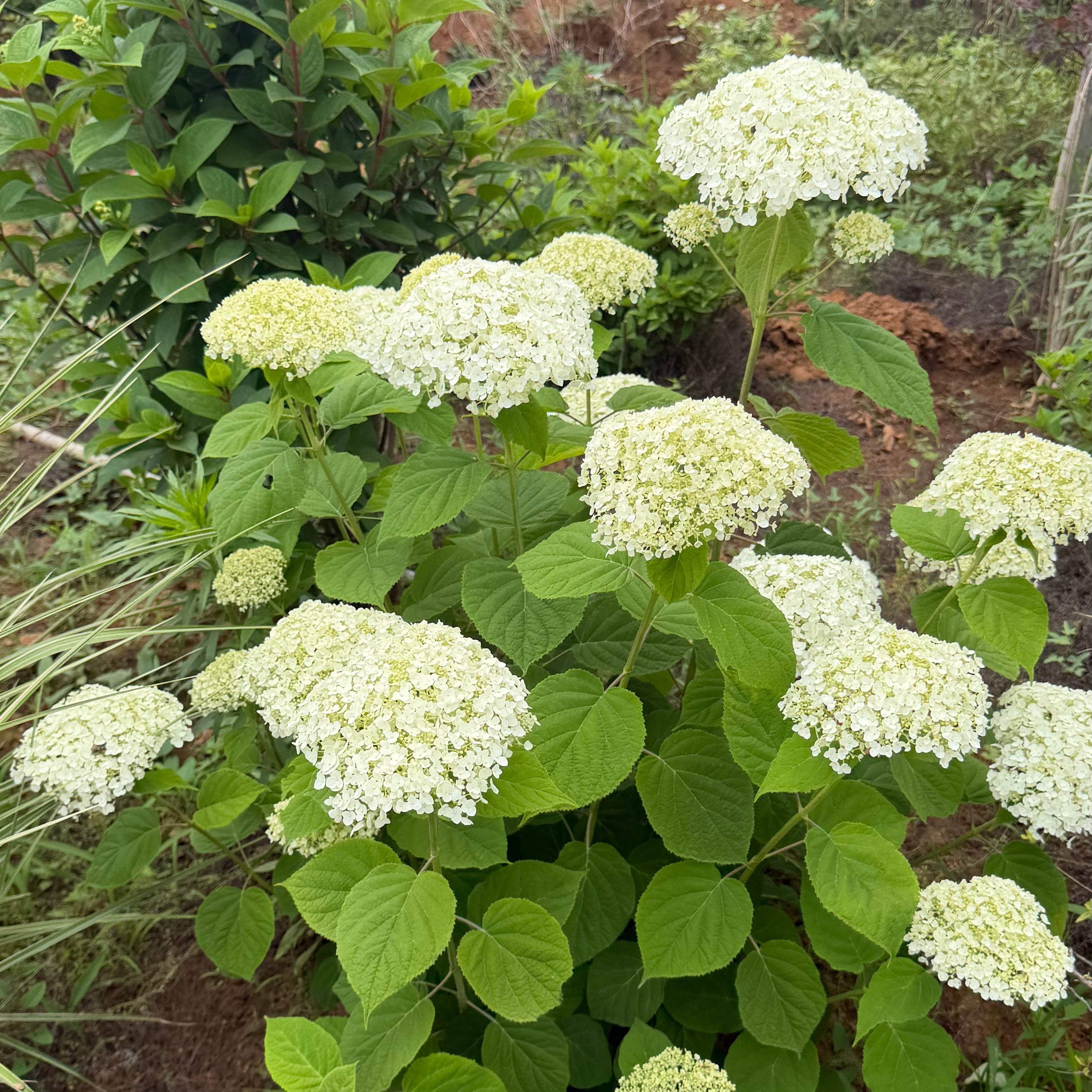 Annabelle Smooth Hydrangea