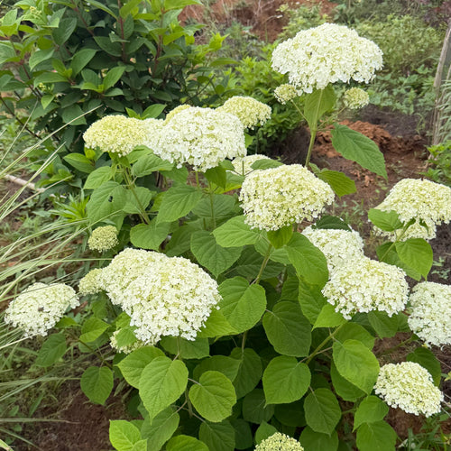 Annabelle Smooth Hydrangea