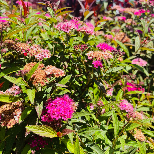 Anthony Waterer Japanese Spirea