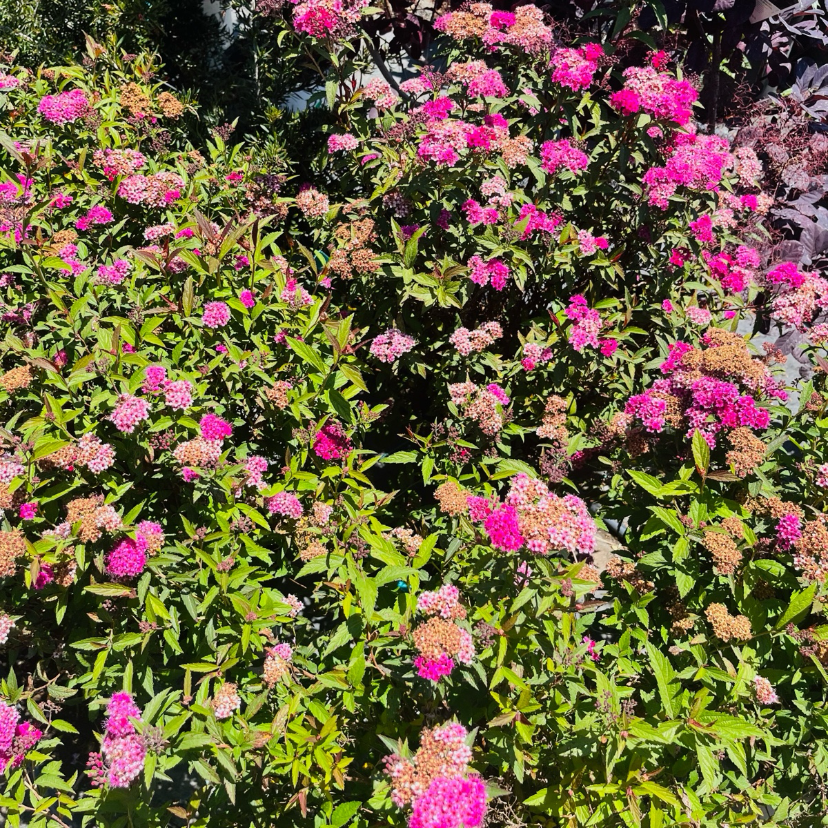 Anthony Waterer Japanese Spirea