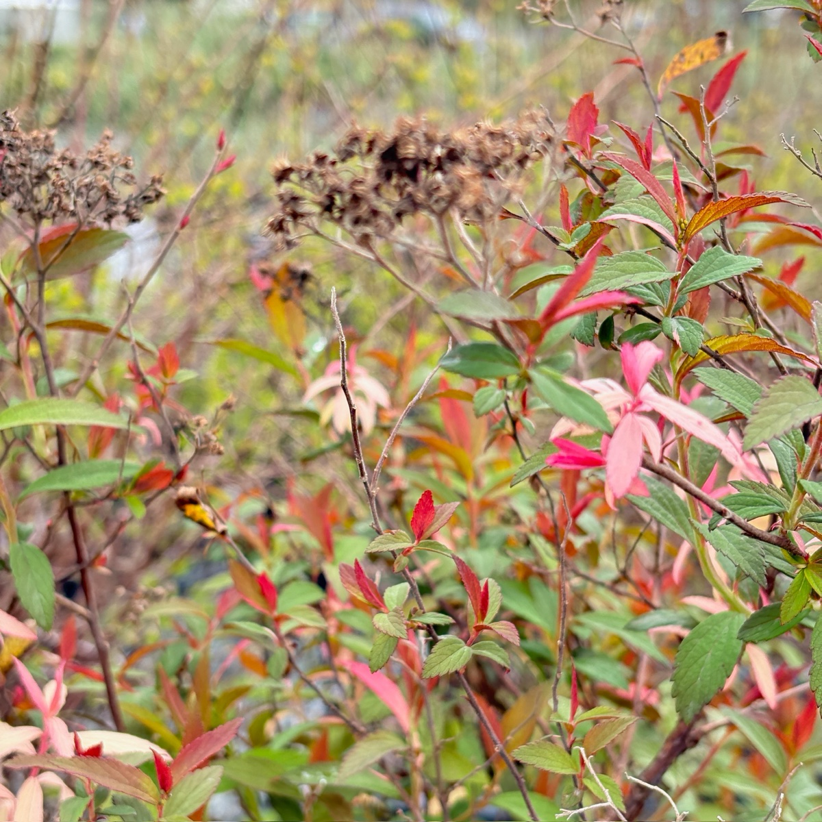 Anthony Waterer Japanese Spirea