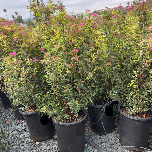 Anthony Waterer Japanese Spirea