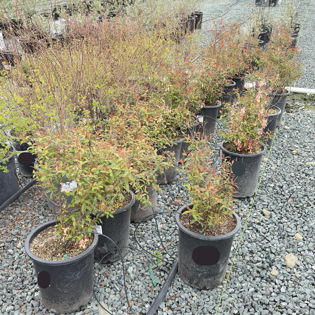 Anthony Waterer Japanese Spirea