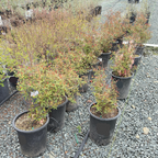 Anthony Waterer Japanese Spirea