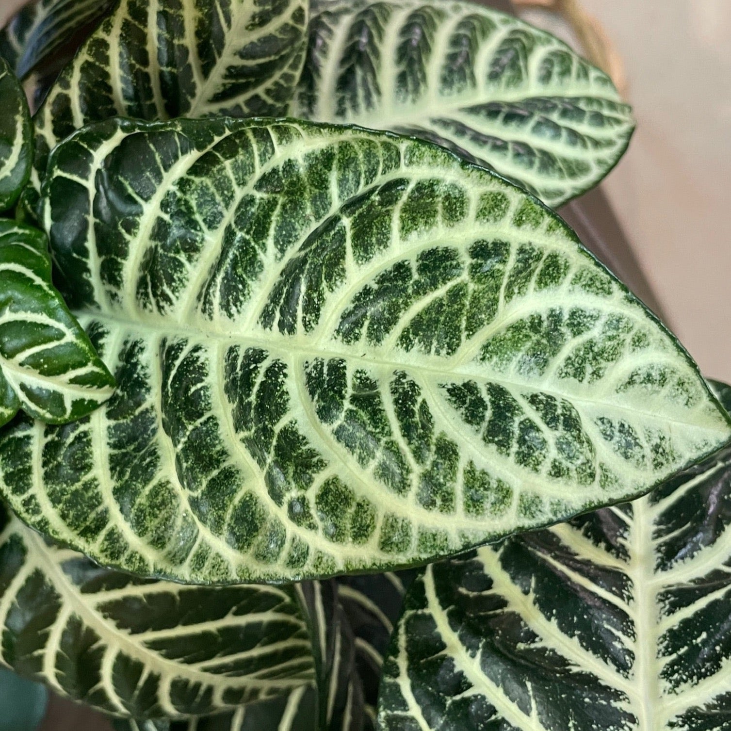 Aphelandra Zebra