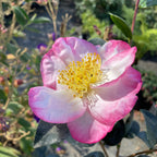Close-up of an Apple Blossom Camellia flower with a yellow center.
