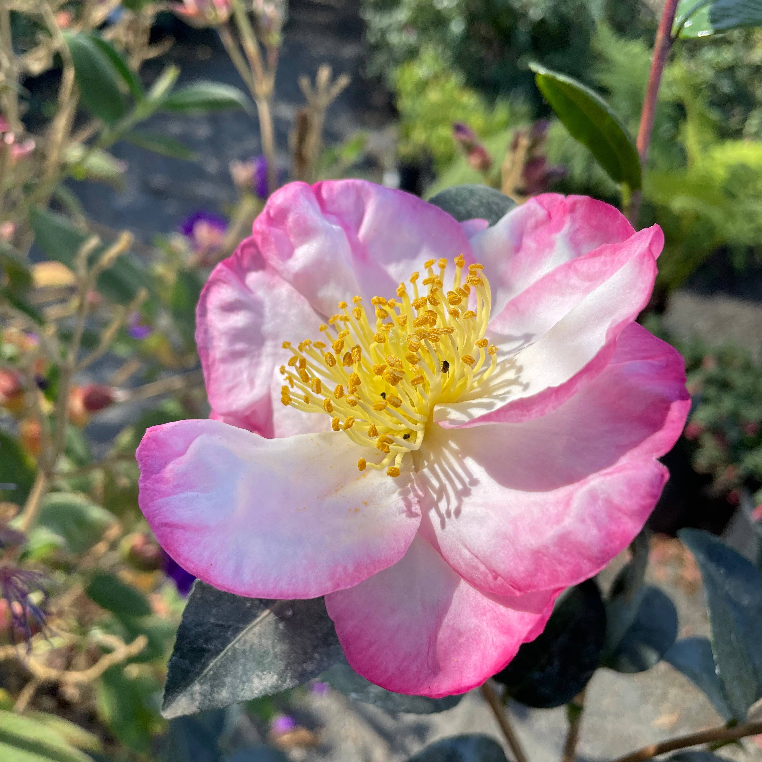 Close-up of an Apple Blossom Camellia flower with a yellow center.