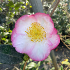 Apple Blossom Camellia flower with yellow center in a natural setting